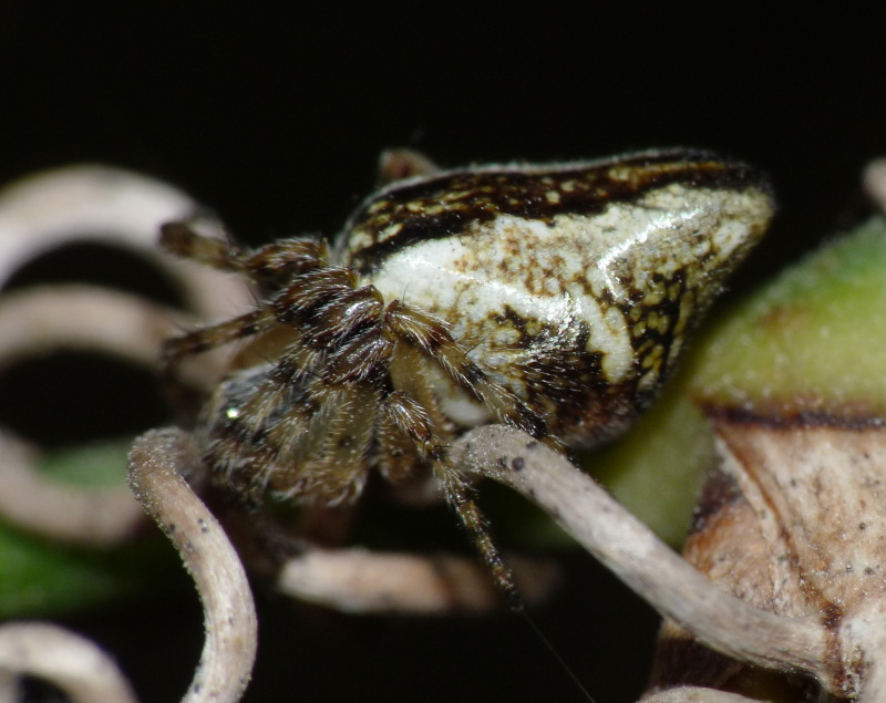 Cyclosa conica
